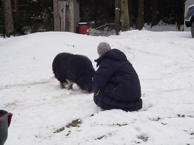  Pig-Jennifer6.JPG 
