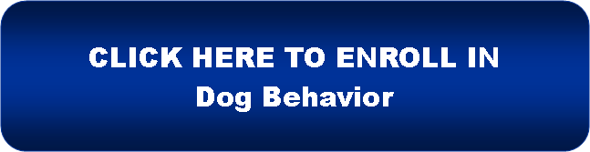 Become a professional dog trainer