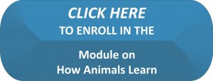 LTModule Professional Dog Trainer Course