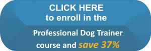 Become a Professional Dog Trainer