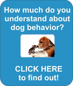 Become a Professional Dog Trainer