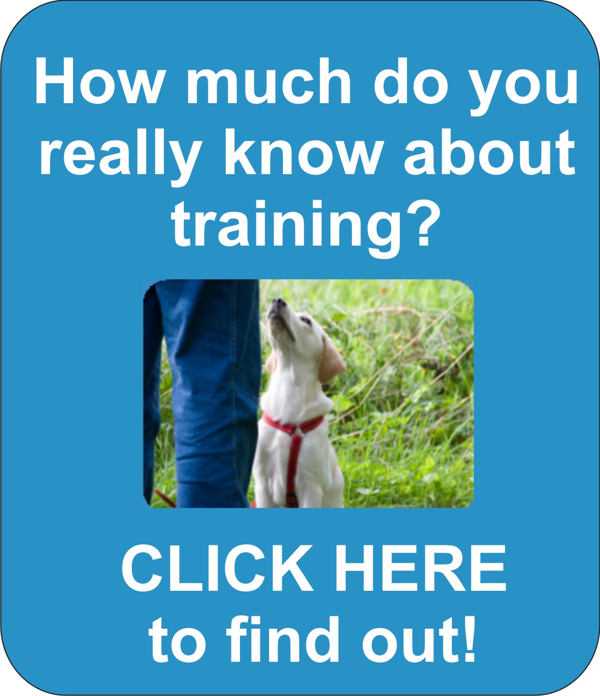 professional dog trainer school