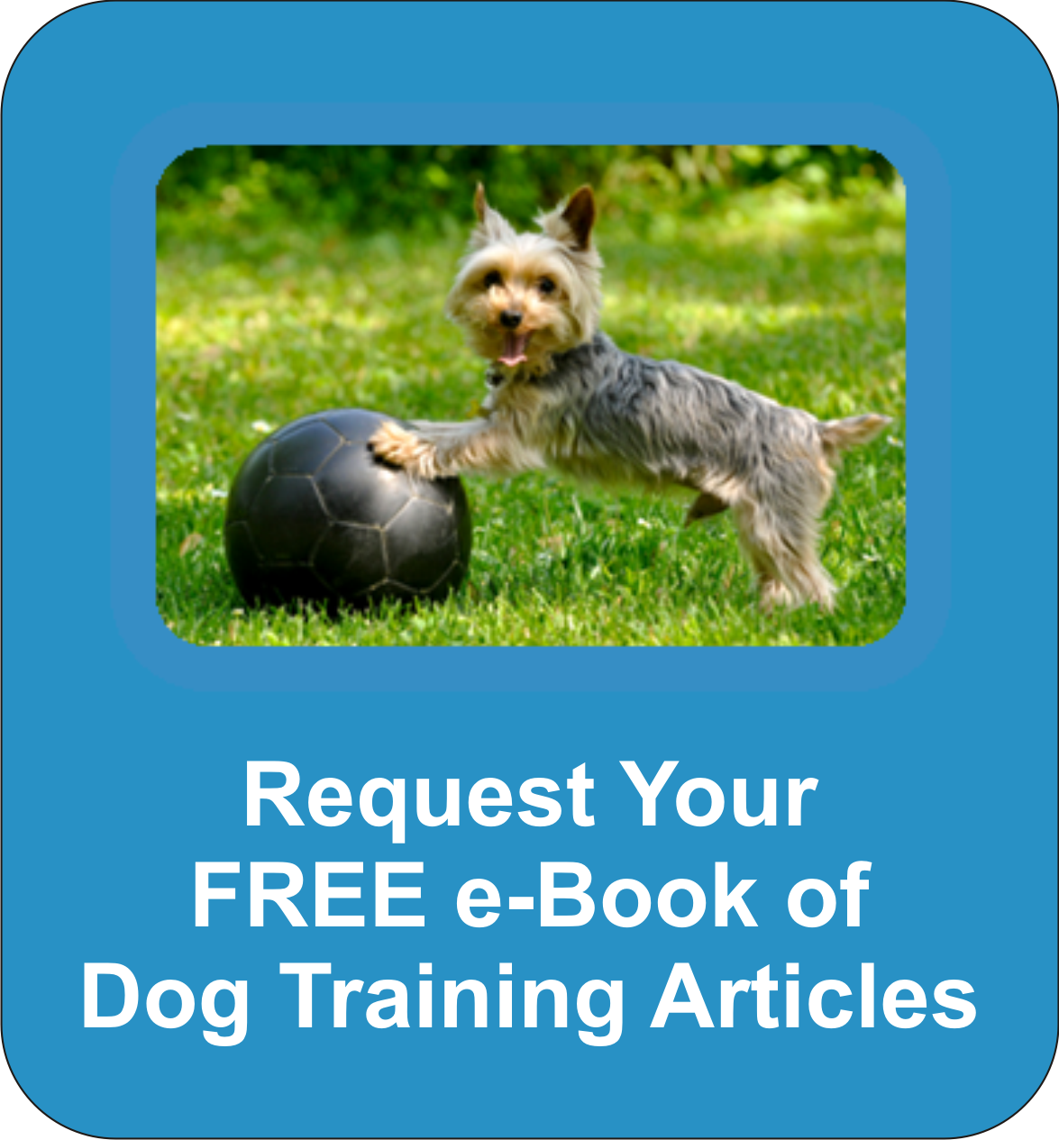 Everything a professional dog trainer needs to know about how animals learn